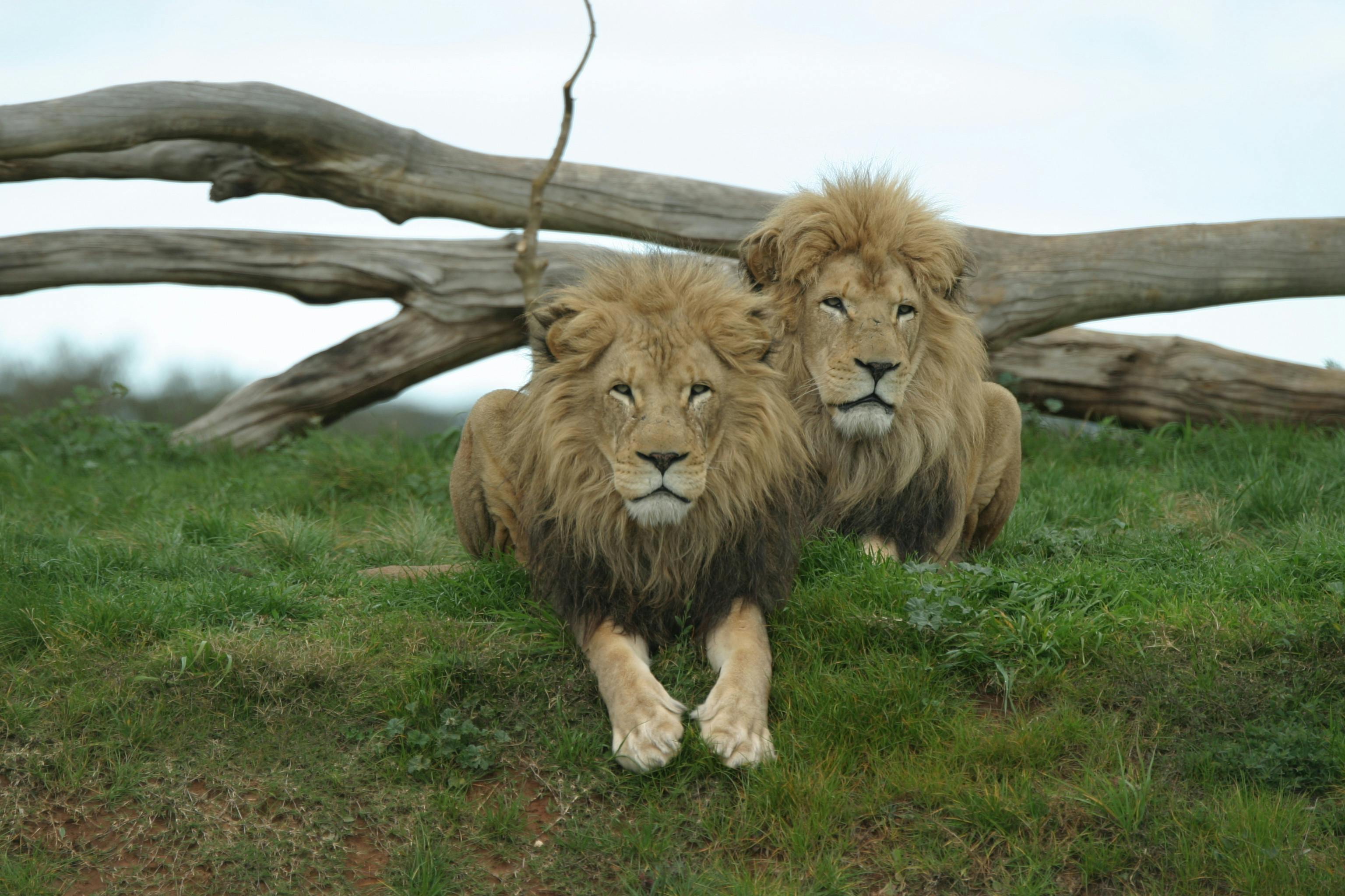 Werribee Open Range Zoo.jpg