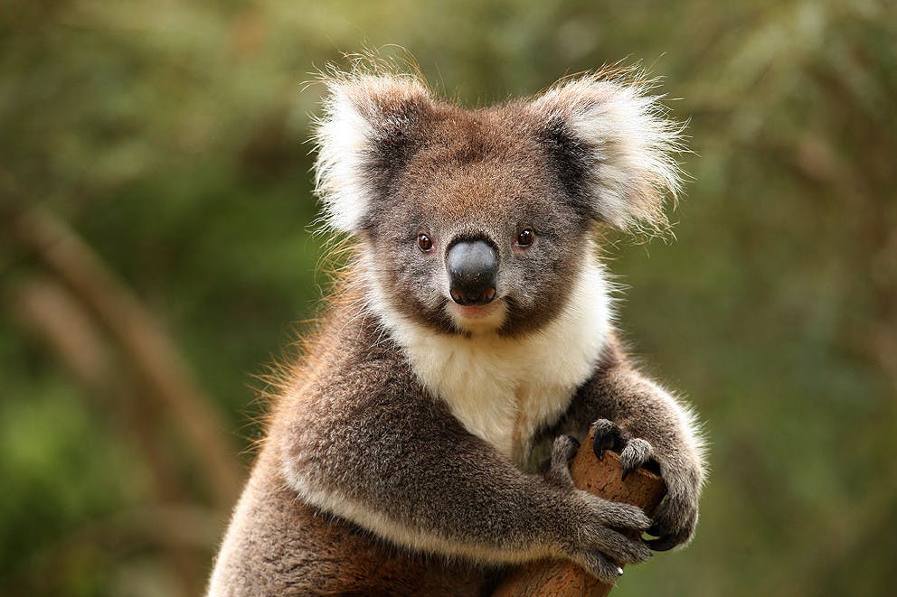 Healesville Sanctuary.jpg