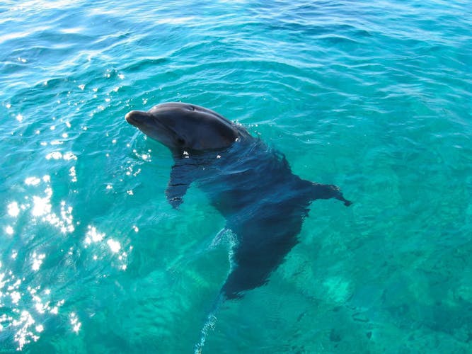 Dolphin quest from RIU Atoll and RIU Palace Maldivas