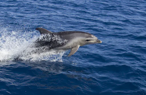 Dolphin from Wineglass Bay Cruises.jpg