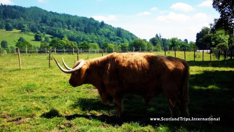 Hamis-highland-cow-escocia-scotlandtrips-web-STI.jpg