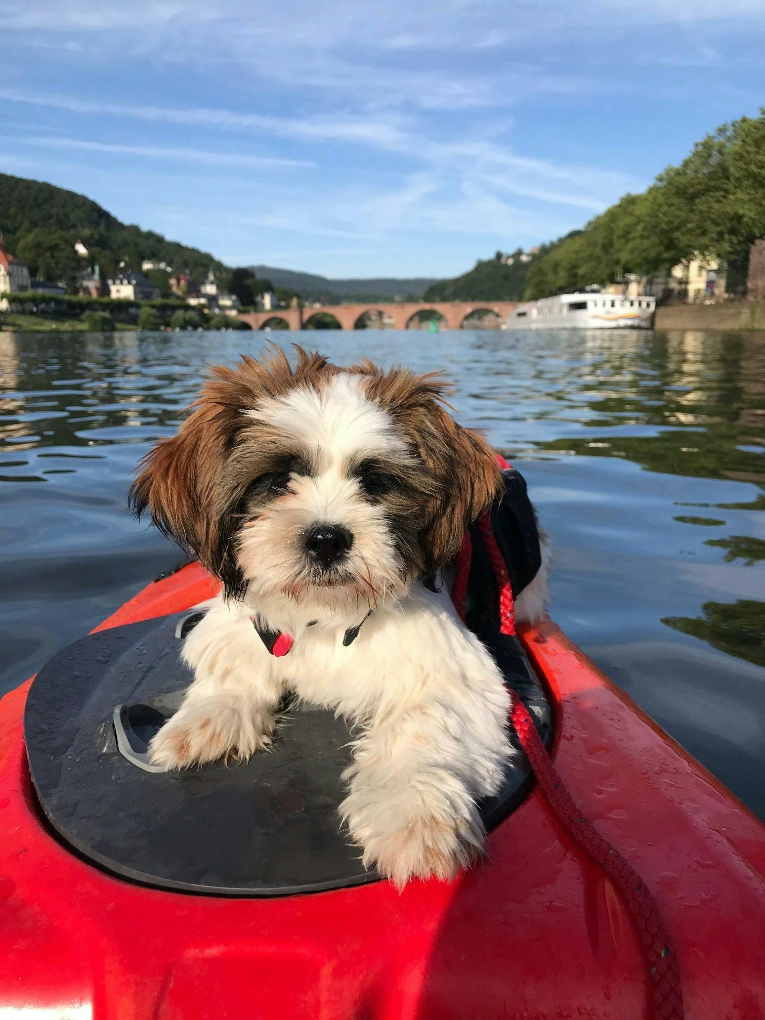 dog in kayak.jpeg