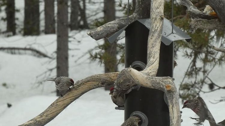 Winter bird walk in Inari