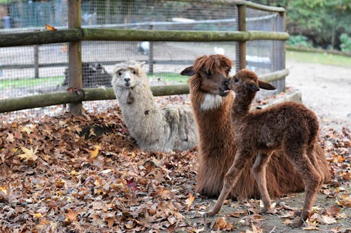6. Parco Pallavicino_Alpaca.jpg
