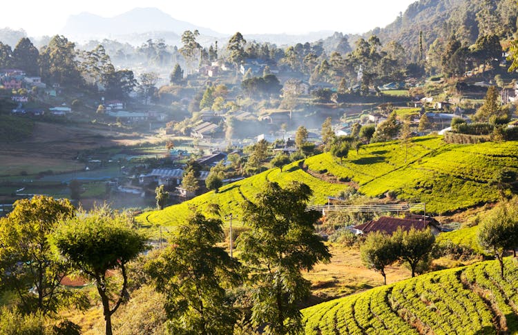 Half-day Hanthana tea plantations tour in Kandy