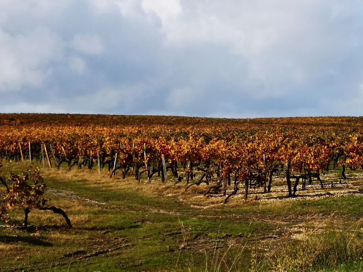 Ophorus - Graves Half Day  (1).jpg