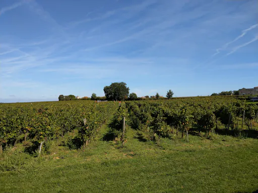 St Emilion HD  (1).jpg