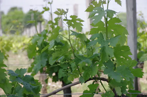 St Emilion Full Day (1).JPG