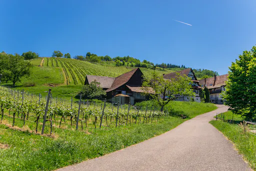 Oph - German wine route (5).jpeg