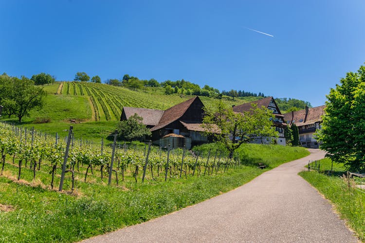 German wine route private full day trip from Strasbourg