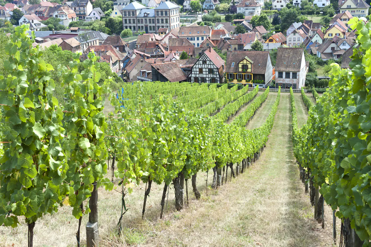 Oph - HD Wine Tour (1 (3).jpeg