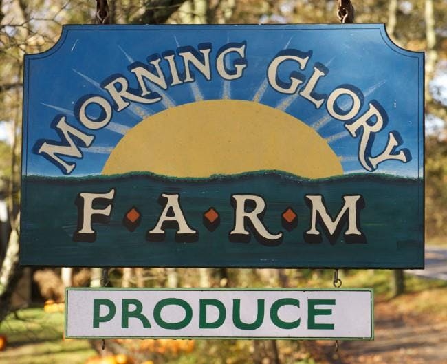 Farm_MorningGlory_ST_650_529_90.jpg
