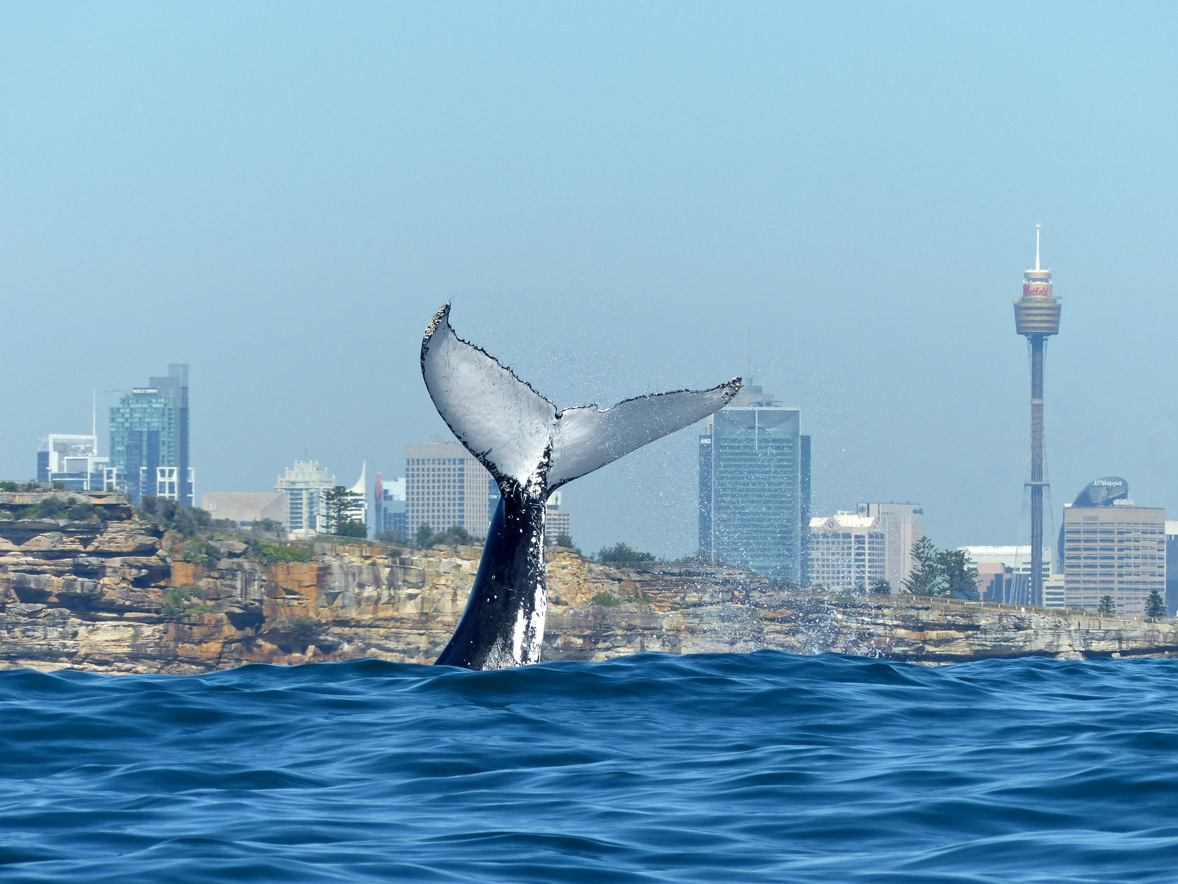 OWW Fluke Up City Back Oz Whale Watching.jpg
