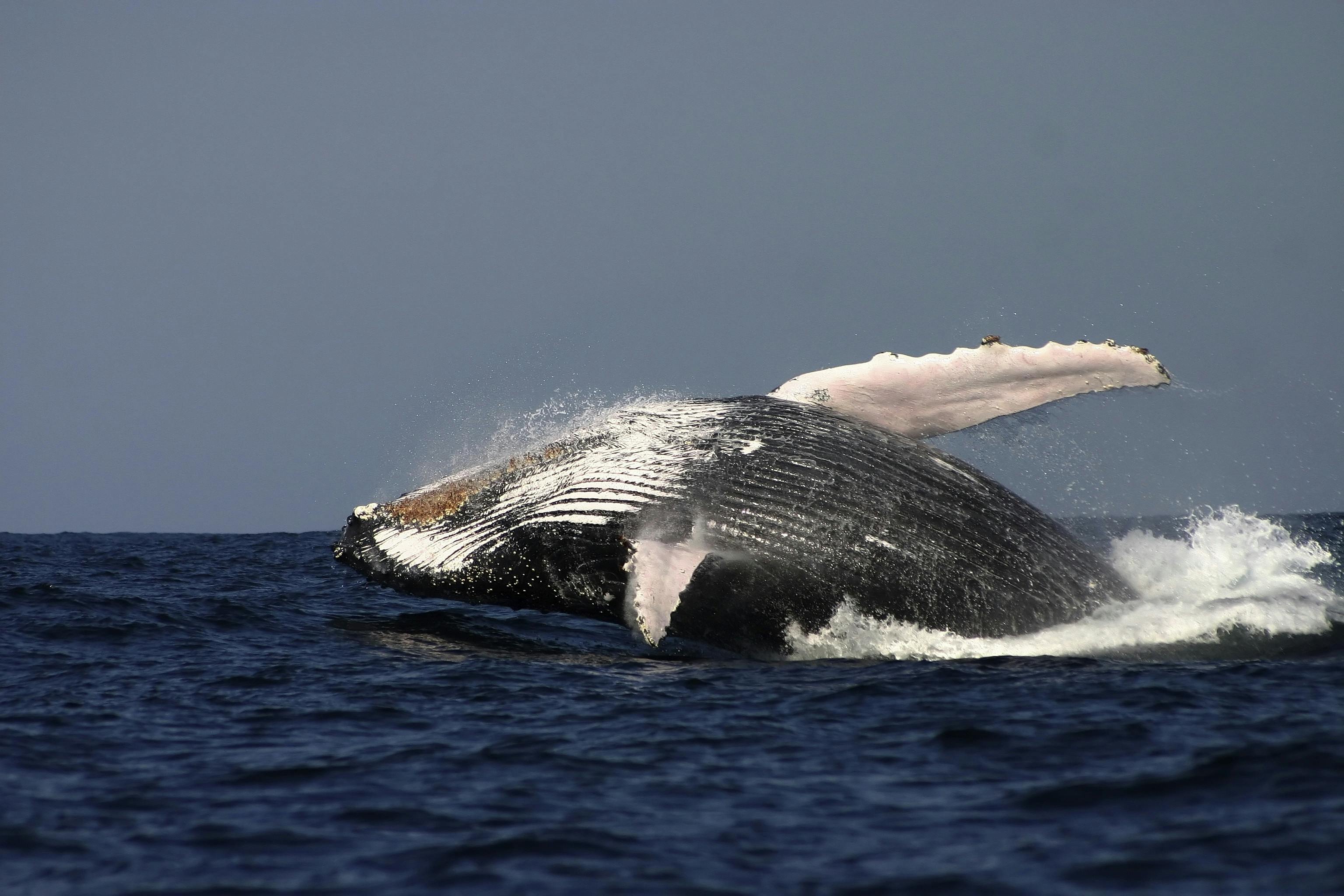 Whale low breach Large.jpg