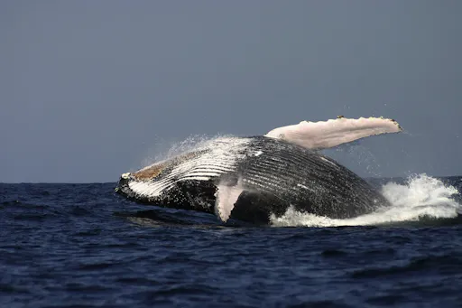 Whale low breach Large.jpg