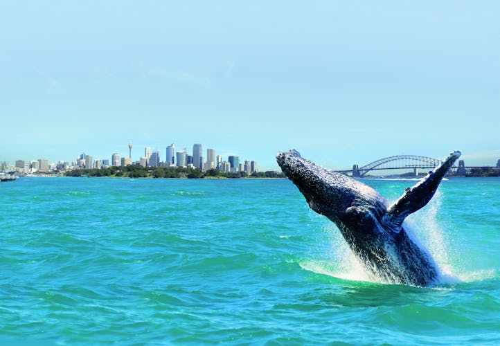 Sydney luxury whale-watching cruise with lunch