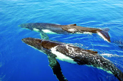 Whale pod of 2 hi res.jpg