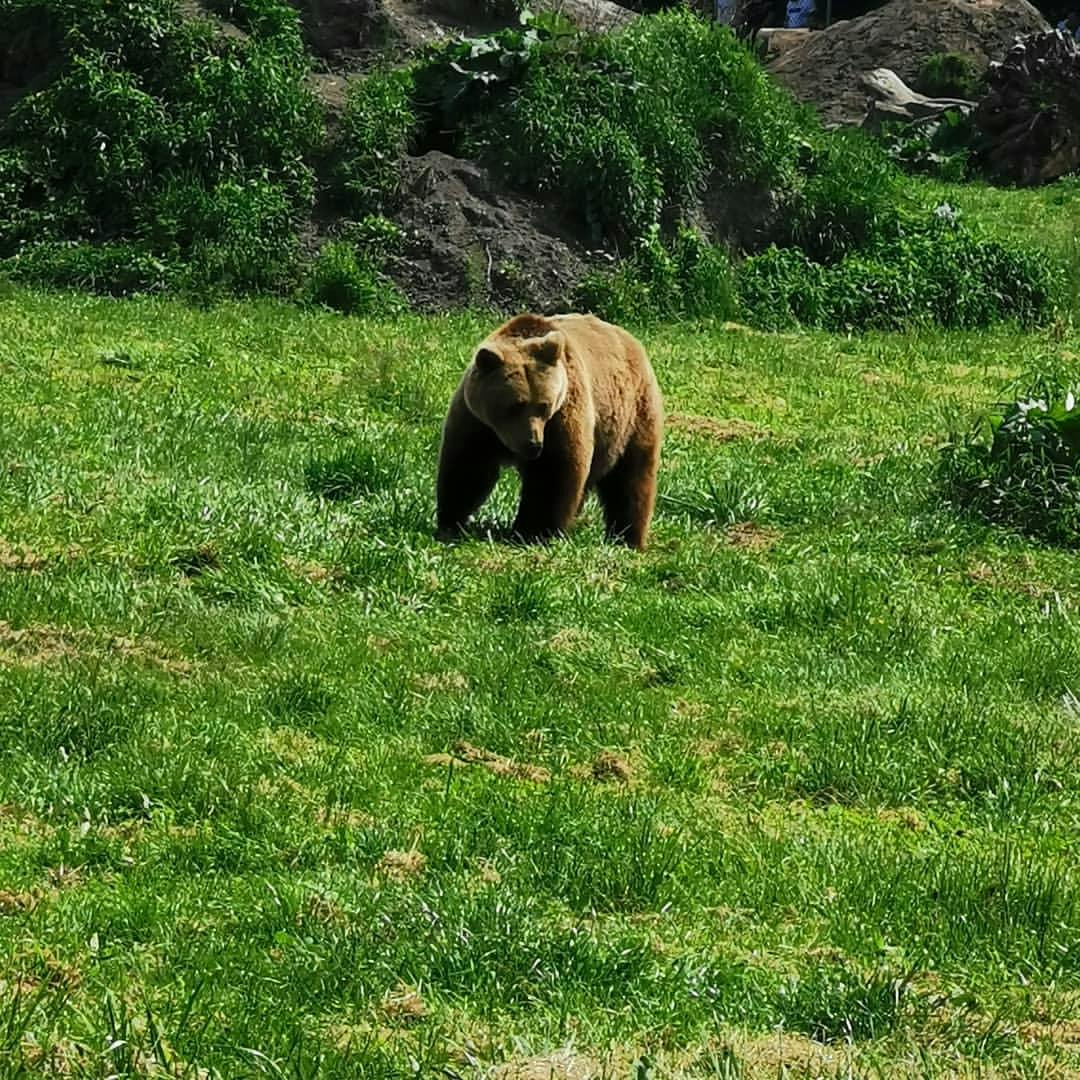bear in the sanctuary.jpg