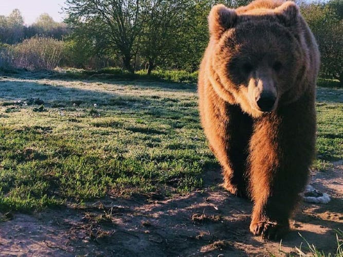 Visit to a Bear Sanctuary from Budapest
