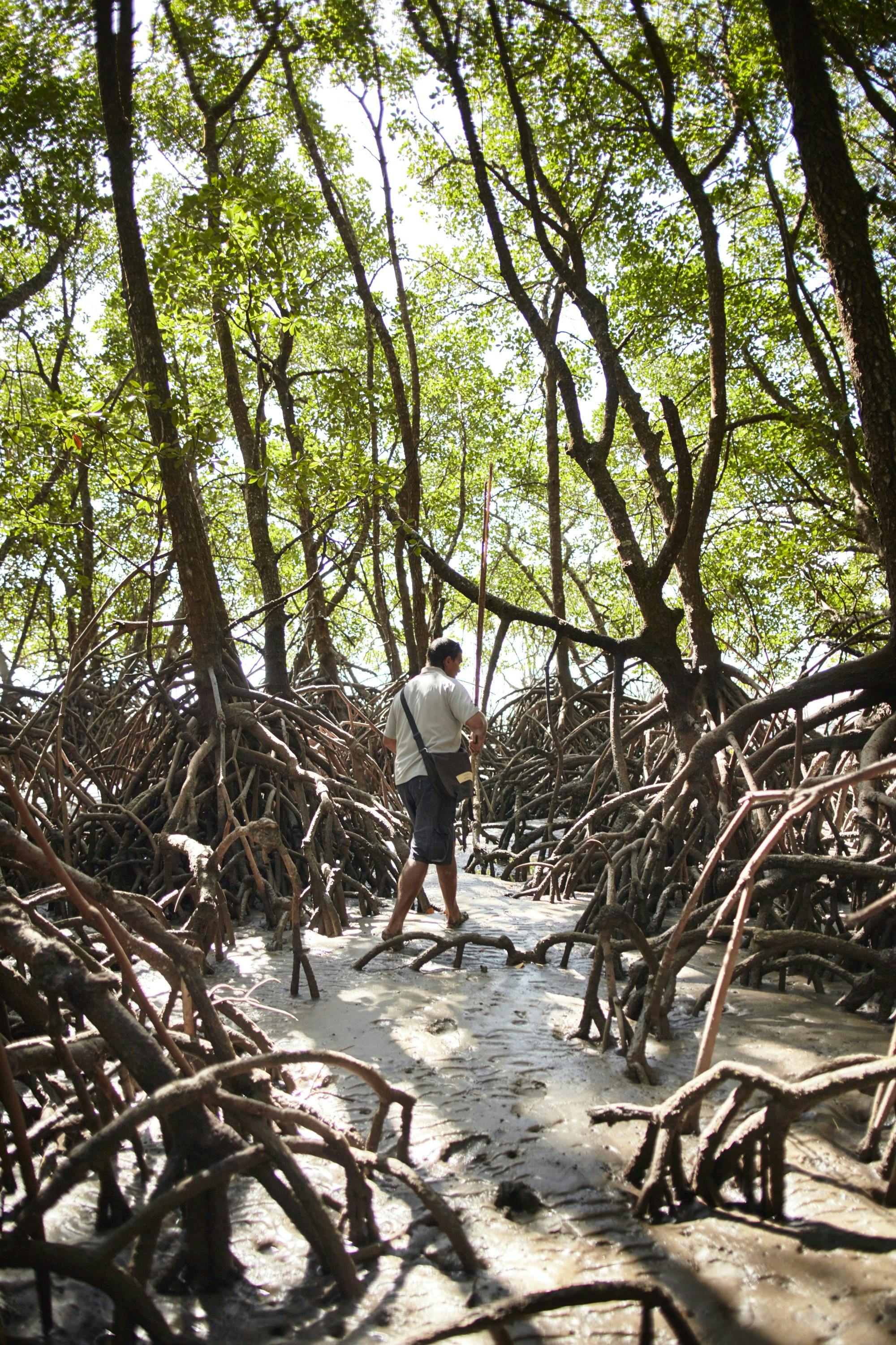 WCA - Mangroves walk - resized.jpg