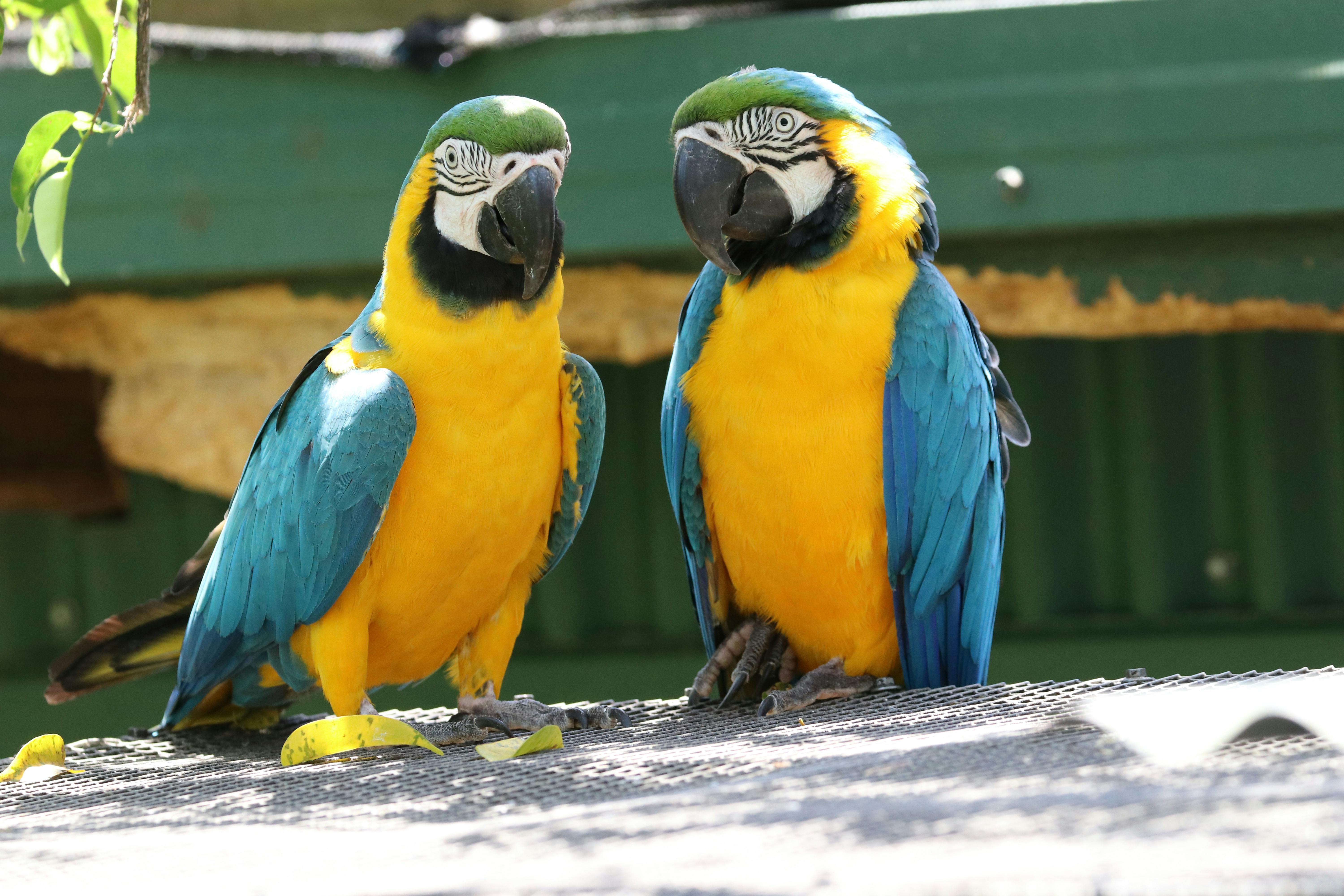 20190929 Birdworld - Aussie Tours 019.JPG