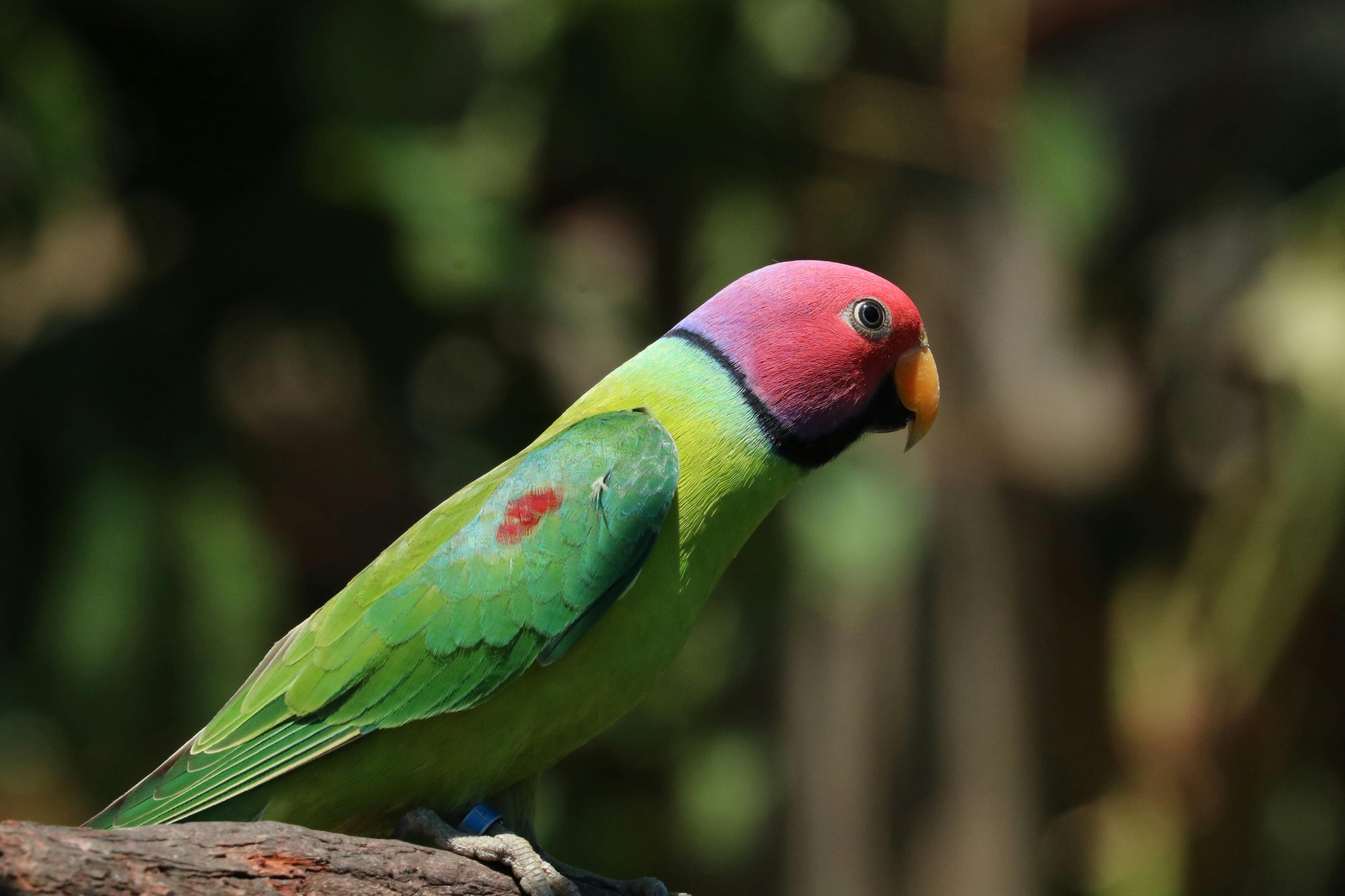 20190929 Birdworld - Aussie Tours 027.JPG