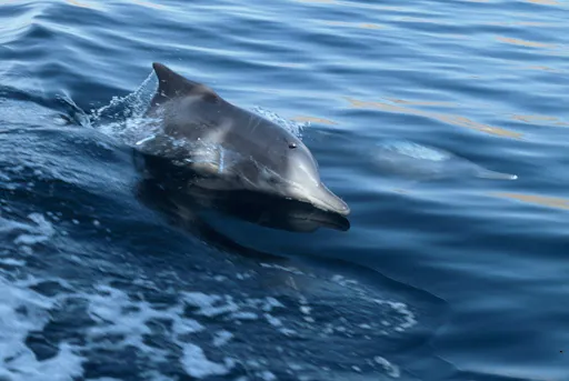 current cover image.jpeg