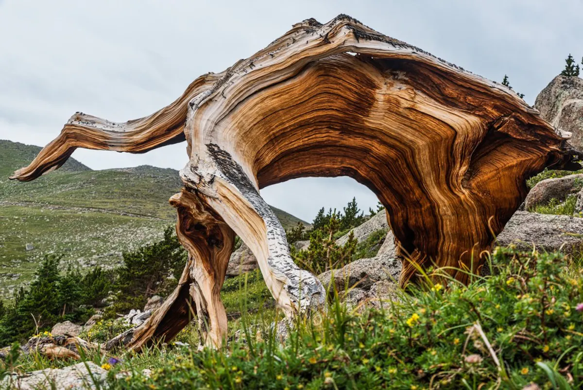 Scenic Mount Evans Tour 5.jpg