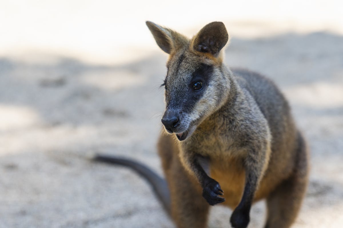 koala gardens14.jpg