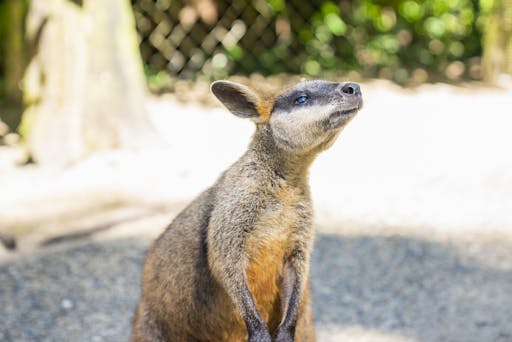 koala gardens8.jpg