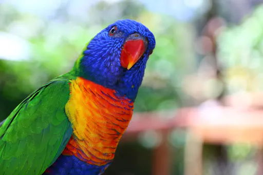 20190929 Birdworld - Aussie Tours 025.JPG