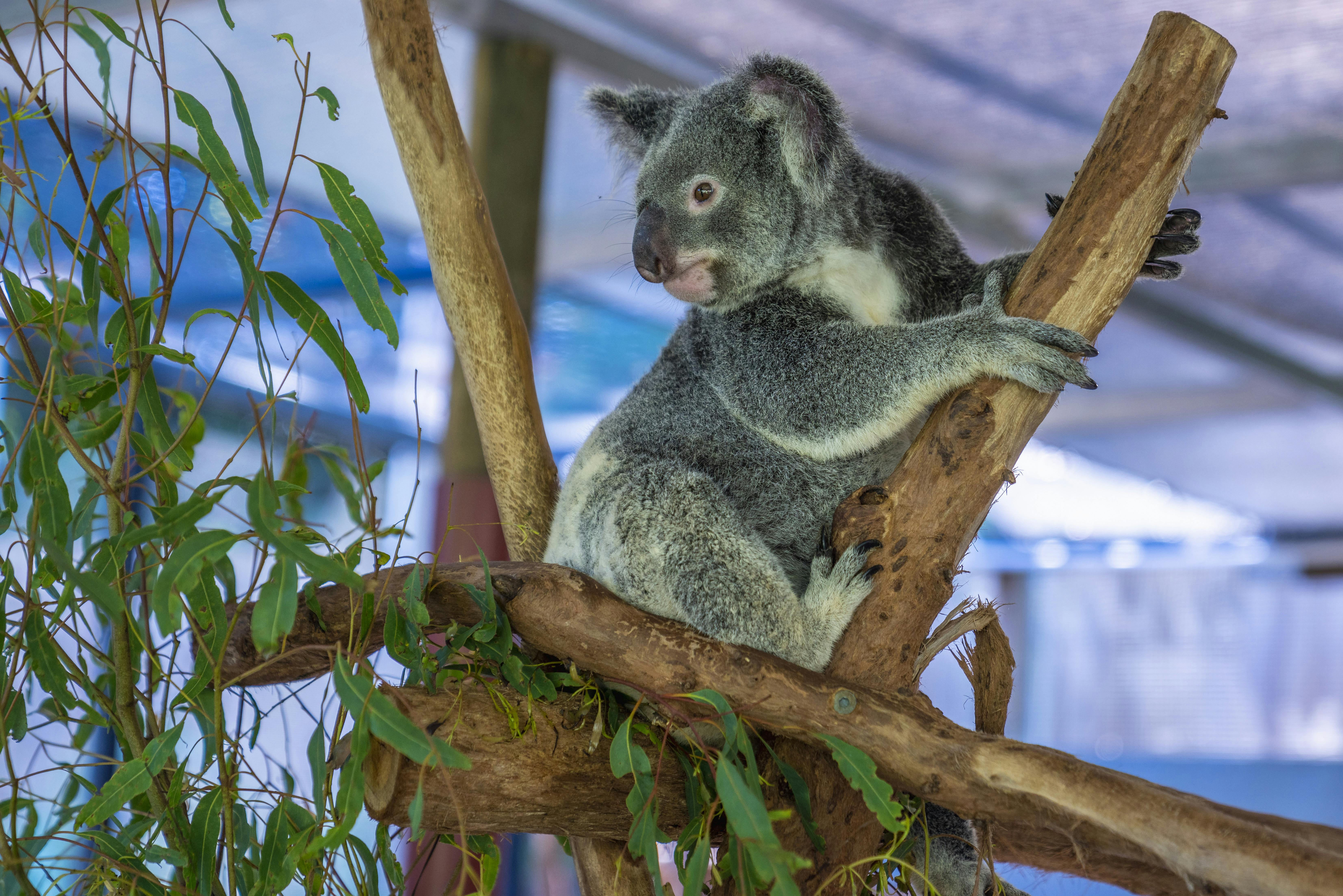 koala gardens4.jpg