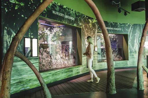 Mangrove Boardwalk.jpg