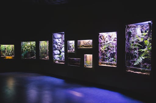 Rainforest Floor.JPG