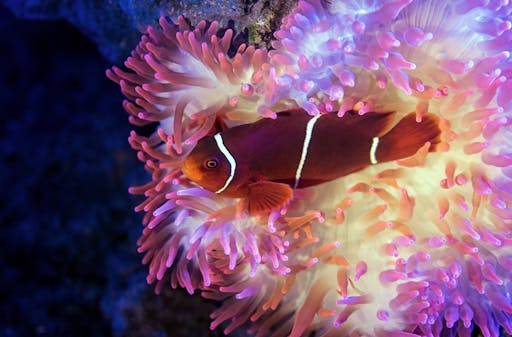 Clownfish.jpg