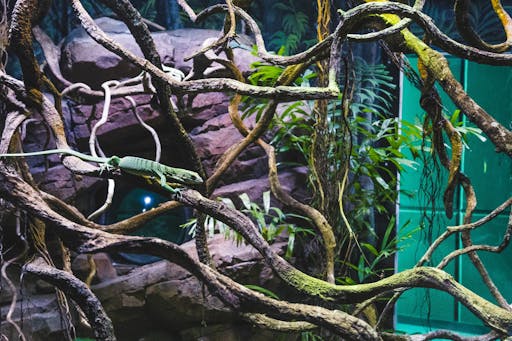 Emerald Tree Monitor.jpg