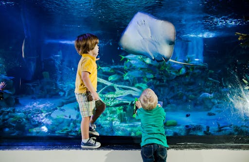 sea_life_aquarium_kids_stingray.jpg