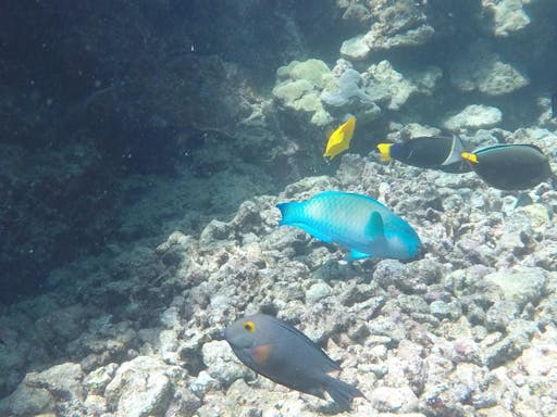 Kealakekua Snorkel and Sail 3.jpg