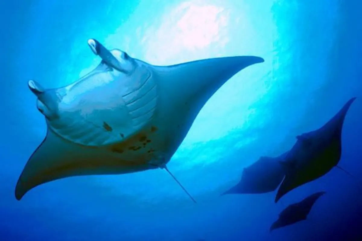 Manta Ray Snorkel 1.jpg