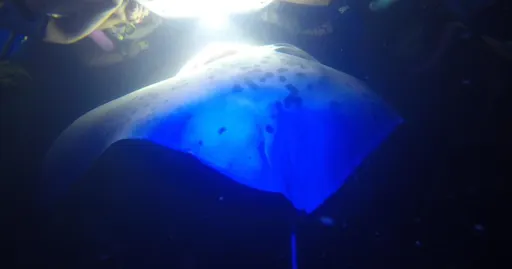 Manta Ray Snorkel 4.jpg