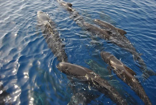 DSC_0127-Copia_GOLFO_PARADISO_05.jpg