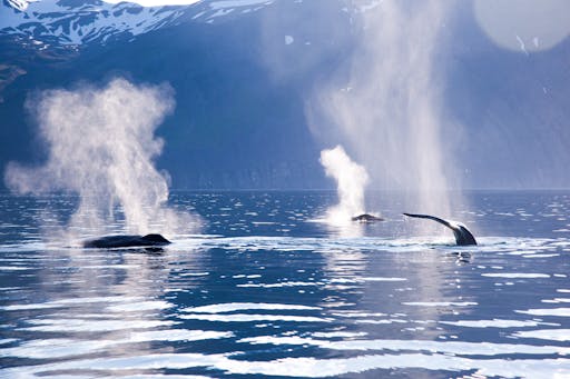 humpback-blows-┬®-North-Sailing.jpg