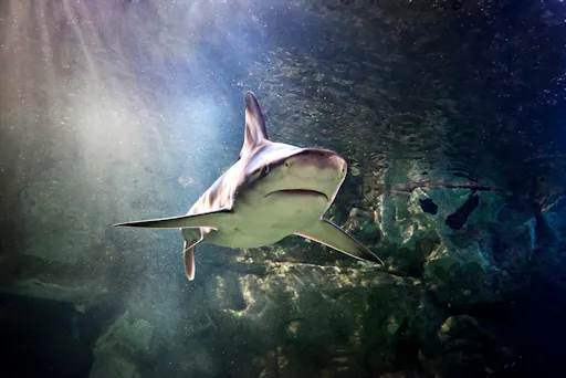 sea_life_aquarium_sharks Charlotte.jpeg