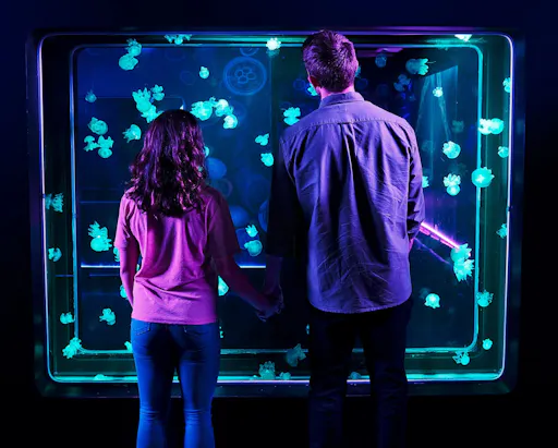 sea_life_aquarium_jellyfish_couple Charlotte.jpeg