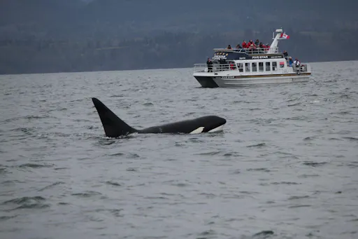 supercatwith whale.jpg