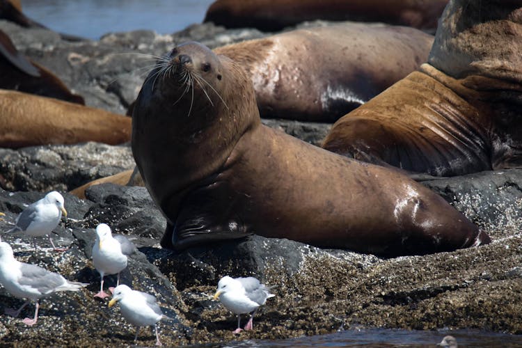 Marine wildlife tour in Victoria