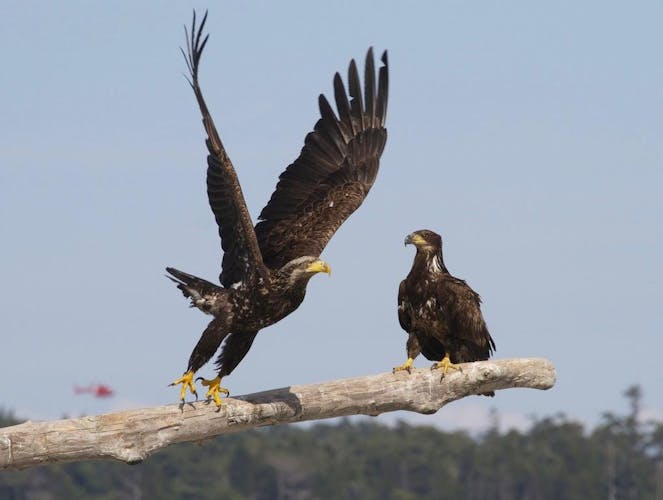 Marine wildlife tour in Victoria