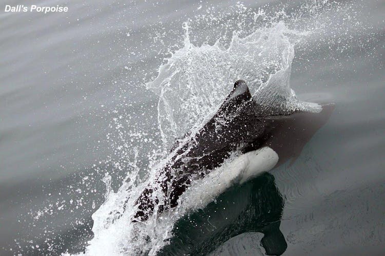 Marine wildlife tour in Victoria