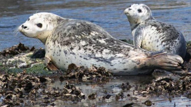 Marine wildlife tour in Victoria