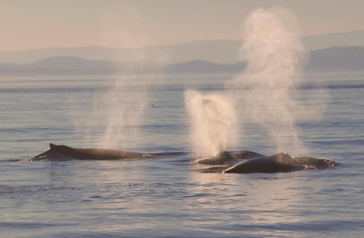 Evening whale watching tour in Victoria